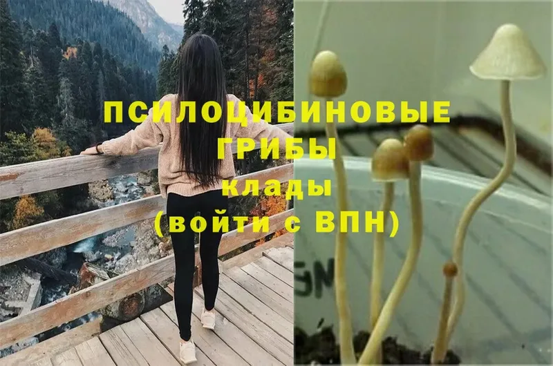 где продают   Киржач  МЕГА ONION  Галлюциногенные грибы Psilocybe 